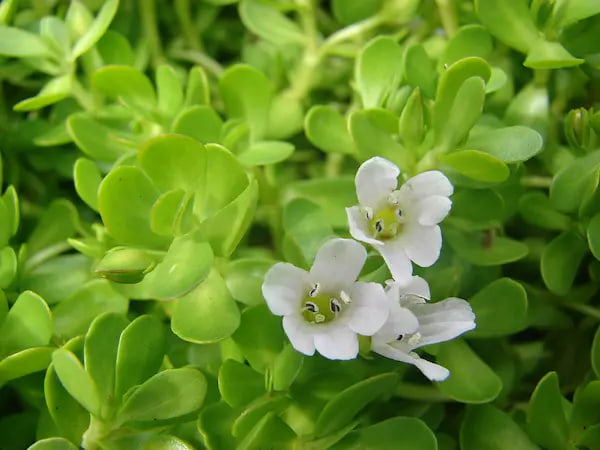 bacopa-monnieri