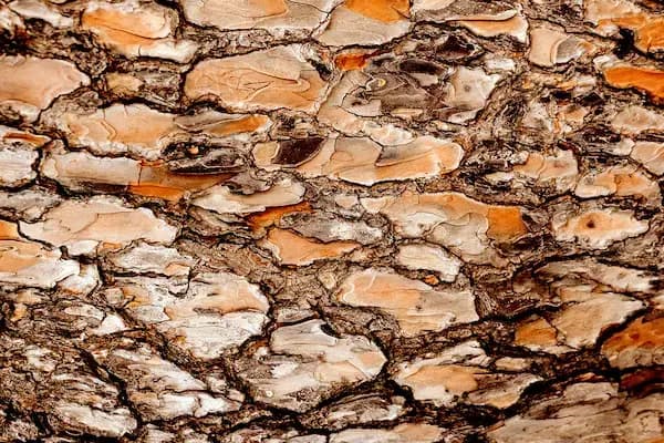 rustic-wood-bark-texture