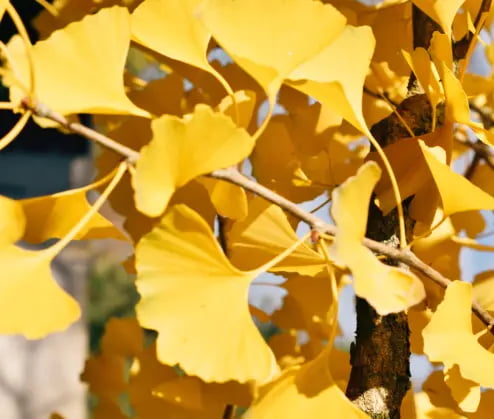 yellow-ginkgo-biloba-leaves